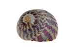 Grey Top-shell (Gibbula cineraria cineraria)