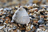 Grey Top-shell (Gibbula cineraria cineraria)