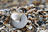 Asgrauwe tolhoren (Gibbula cineraria cineraria)