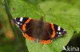 Red Admiral (Vanessa atalanta)