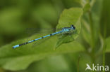 Azure Damselfly (Coenagrion puella)