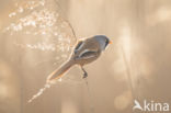 Bearded Reedling (Panurus biarmicus)