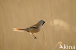 Bearded Reedling (Panurus biarmicus)