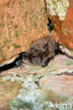 Baardvleermuis (Myotis mystacinus)