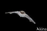 Whiskered Bat (Myotis mystacinus)