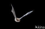 Whiskered Bat (Myotis mystacinus)