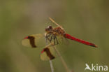 Bandheidelibel (Sympetrum pedemontanum)