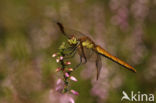 Bandheidelibel (Sympetrum pedemontanum)