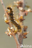 browntail moth (Euproctis chrysorrhoea)