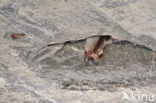 Bechstein s Bat (Myotis bechsteinii)