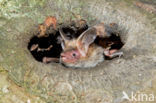 Bechstein s Bat (Myotis bechsteinii)