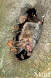 Bechstein s Bat (Myotis bechsteinii)