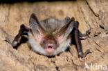 Bechstein s Bat (Myotis bechsteinii)