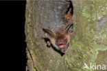 Bechstein s Bat (Myotis bechsteinii)