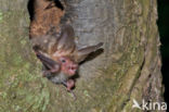Bechstein s Bat (Myotis bechsteinii)