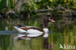 Shelduck (Tadorna tadorna)