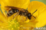 Berijpte geurgroefbij (Lasioglossum albipes)