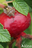 Sloe bug (Dolycoris baccarum)