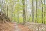 Beech (Fagus sylvatica)