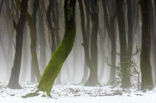 Beech (Fagus sylvatica)