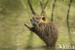 Beverrat (Myocastor coypus)