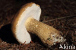 Bittere boleet (Tylopilus felleus)