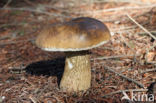 Bitter Bolete (Tylopilus felleus)