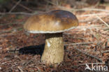 Bitter Bolete (Tylopilus felleus)