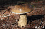 Bitter Bolete (Tylopilus felleus)