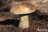 Bitter Bolete (Tylopilus felleus)