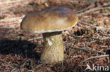 Bitter Bolete (Tylopilus felleus)