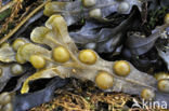 Blaaswier (Fucus vesiculosus)