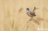 Blauwborst (Luscinia svecica)