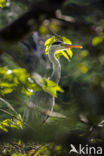 Grey Heron (Ardea cinerea)