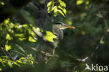 Grey Heron (Ardea cinerea)