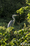 Blauwe Reiger (Ardea cinerea)