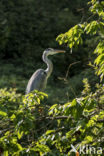 Blauwe Reiger (Ardea cinerea)