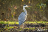 Grey Heron (Ardea cinerea)