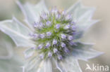 Blauwe zeedistel (Eryngium maritimum)