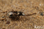 Bleek Venpriempje (Bembidion semipunctatum)