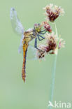 Bloedrode heidelibel (Sympetrum sanguineum)