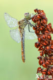 Bloedrode heidelibel (Sympetrum sanguineum)