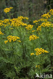 Tansy (Tanacetum vulgare)