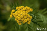 Tansy (Tanacetum vulgare)