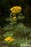 Tansy (Tanacetum vulgare)