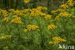 Boerenwormkruid (Tanacetum vulgare)