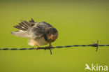 Barn Swallow (Hirundo rustica)