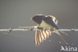 Boerenzwaluw (Hirundo rustica)