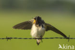 Barn Swallow (Hirundo rustica)