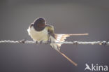 Boerenzwaluw (Hirundo rustica)